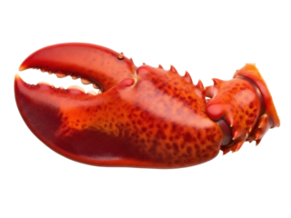 Isolated Red Lobster Claw with Texture, Seafood Product, Fresh Ingredient for Gourmet Food