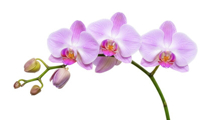 Fototapeta premium Isolated Flowering Lavender Moth Orchids Blooming With Buds Displayed Against a Light Surface
