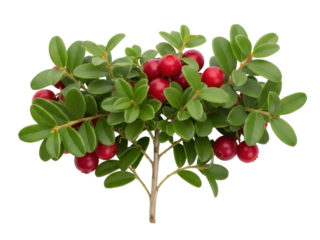 Isolated evergreen shrub with bright red berries, lingonberry plant on branch with leaves