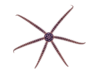 Isolated spiny brittle star with seven arms, a marine invertebrate species of echinoderm