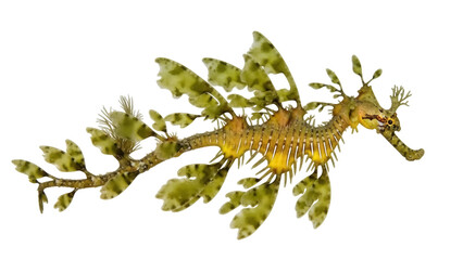 Isolated leafy seadragon camouflage sea marine animal wildlife sea fish ocean creature