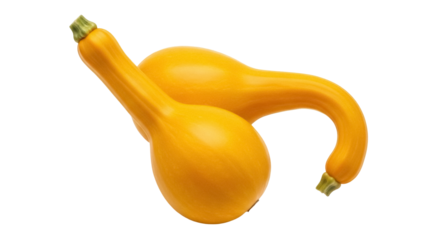 Isolated yellow crookneck squash, two colorful fresh vegetables, seasonal food in studio