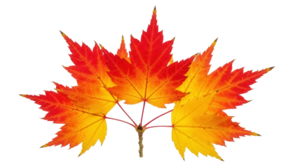 Isolated autumn maple leaves showing fall colors of red and yellow transition on branch