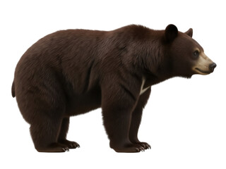 Fototapeta premium Isolated brown bear standing, showing off thick fur and powerful body, looking right