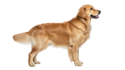 Isolated Golden Retriever dog, standing profile view on seamless background, looking right