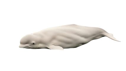 Isolated Beluga whale, an arctic and subarctic cetacean, a gentle marine mammal, on display