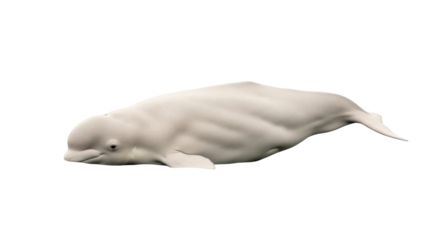 Isolated Beluga whale, an arctic and subarctic cetacean, a gentle marine mammal, on display