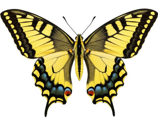 Obraz premium Isolated Eastern Tiger Swallowtail butterfly, close-up of yellow and black wings, open position