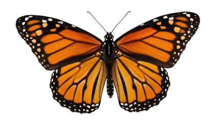 Isolated monarch butterfly with orange wings in flight on white, colorful insect flyer in nature © Fried