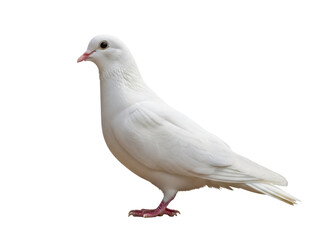 Obraz premium Isolated Dove Standing, White Bird With Red Feet, Symbol Of Love And Peace
