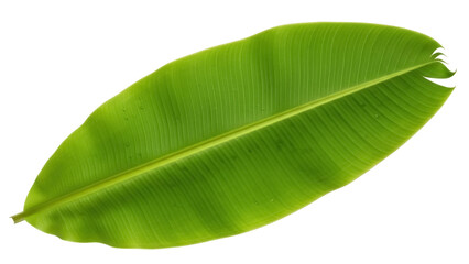 Isolated fresh green banana leaf, tropical plant foliage, design element, plant life © Fried