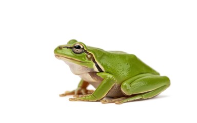 Obraz premium Green frog sitting on white background