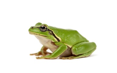 Naklejka premium Green frog sitting on white background