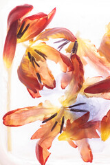 Zamarznięte kwiaty Tulipan&oacute;w na białym tle, tapeta, dekoracja.