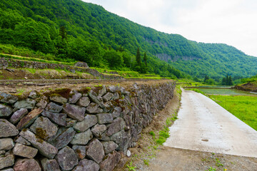 250531結東の石垣田