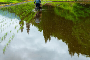 250531結東の石垣田