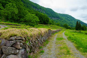 250531結東の石垣田