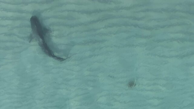 Aerial view of a majestic Tiger Shark swimming in the clear turquoise waters, creating a striking contrast against the rippled sandy seabed, Hillarys, Western Australia, Australia.