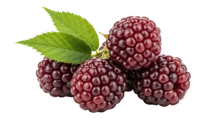 Isolated raspberry with leaves, dark red color, close-up delicious berry, fresh fruit