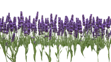Isolated lavender flower plants, vivid purple blossoms, fragrant herbs, medicinal properties