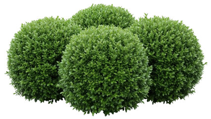Fototapeta premium Isolated perfectly manicured rounded boxwood shrubs for landscaping design and decoration