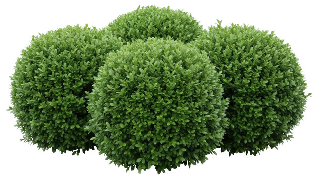 Isolated perfectly manicured rounded boxwood shrubs for landscaping design and decoration