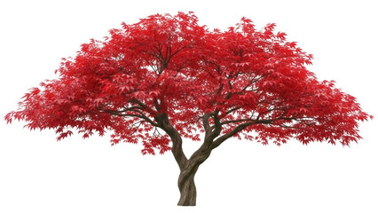 Isolated red Japanese maple tree with stunning foliage, beautiful color, detailed tree