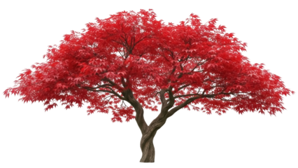 Isolated red Japanese maple tree with stunning foliage, beautiful color, detailed tree