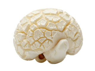 Isolated model of human brain, anatomical cerebral organ, intelligence, knowledge, mind