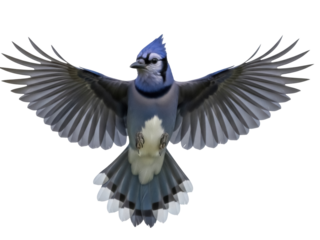 Isolated Blue Jay spreads its wings in flight, showcasing vibrant feather details for avian design