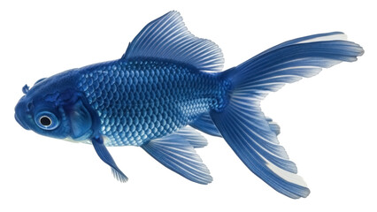 Isolated Fancy Goldfish pet of blue color swimming in water, aquatic nature animal with long tail