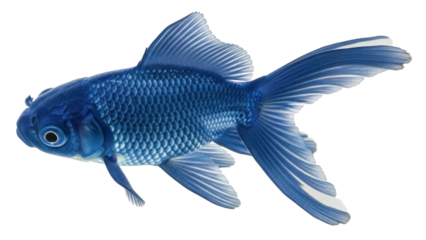 Isolated Fancy Goldfish pet of blue color swimming in water, aquatic nature animal with long tail