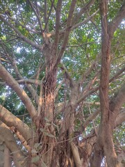 Close view of banyan tree with trunk and areal prop roots