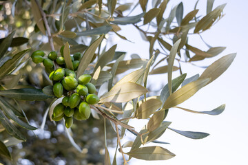 close-up of green olives on a branch against a clear blue sky. olive tree aesthetics. minimalistic Mediterranean scene with