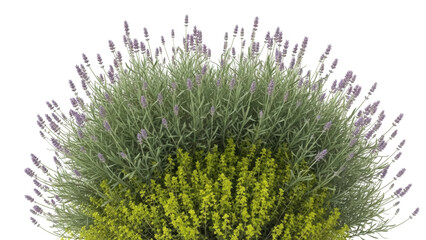 Isolated lavender bush with yellow flowers, spring blossom, green foliage, ornamental flora © Vetle