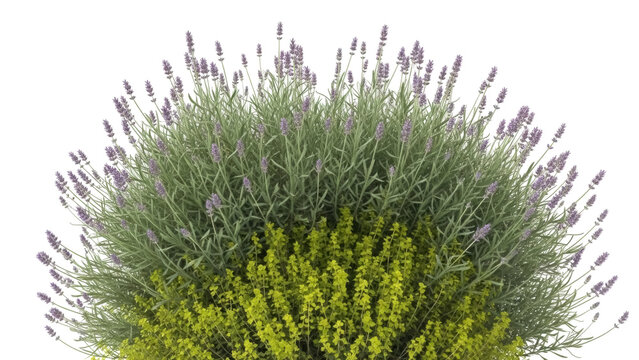Isolated lavender bush with yellow flowers, spring blossom, green foliage, ornamental flora