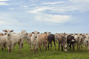Obraz premium Livestock farming in Brazil; Cattle grazing
