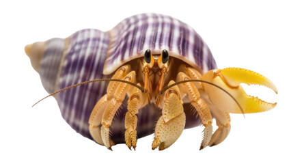 Isolated Hermit Crab with Striped Shell, Land Crustacean, Arthropod, Animal, Macro Portrait