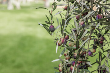 Close-up of an olive branch with ripe olives. The background features a blurred green lawn, emphasizing the natural setting.