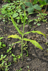 Young Ginger Plant Growing in Soil Ginger Sprout Zingiber Officinale