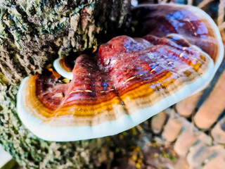 Varnish Shelf Fungus (Ganoderma sessile) growth on the tree trunk