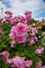 250604一本木公園