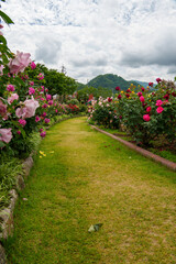 250604一本木公園