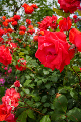 250604一本木公園