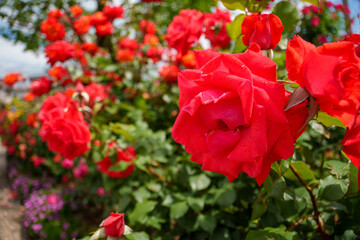 250604一本木公園