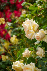 250604一本木公園