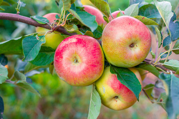 Large red and green apples on a branch in the garden on a summer day. Fruit harvest
