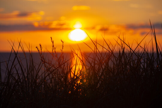 A silhouette of wild grass stands against a golden sunset sky over a calm sea creating a peaceful nature background with warm orange light and soft bokeh. - Powered by Adobe