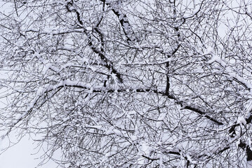 snow-covered tree branches in winter after a snowfall.