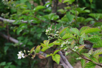 Blackberry buds of a variety in a farm garden.